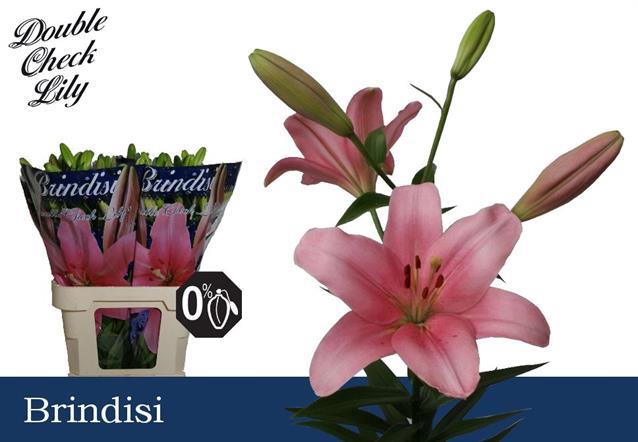 <h4>Li La Brindisi 4+ Double Check</h4>