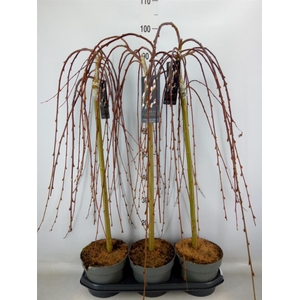 Salix caprea 'Kilmarnock'