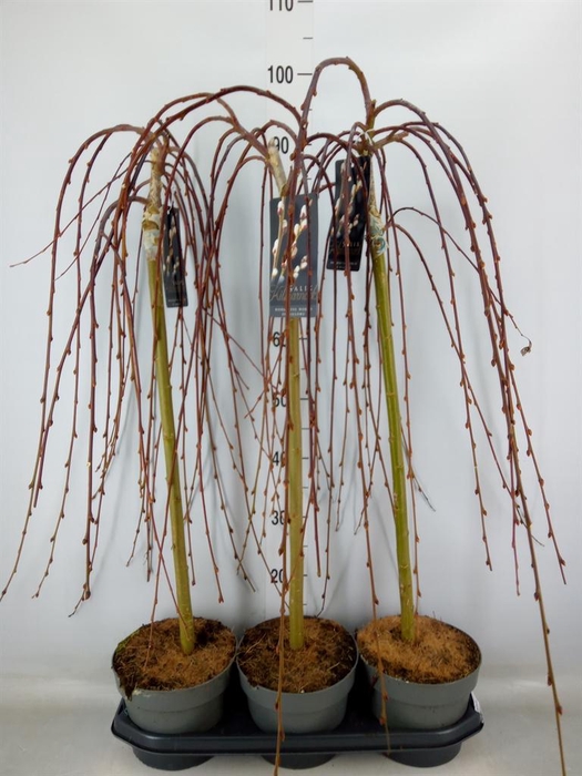 <h4>Salix caprea 'Kilmarnock'</h4>