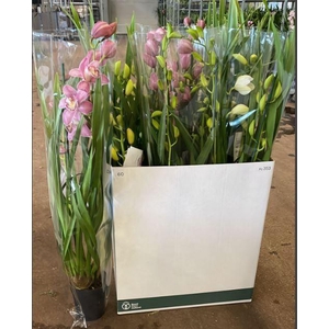 Cymbidium groot bloemig mix 2-3 tak