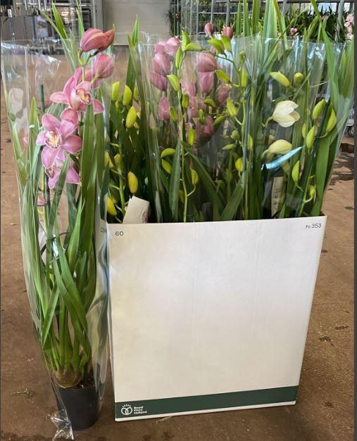 <h4>Cymbidium groot bloemig mix 2-3 tak</h4>