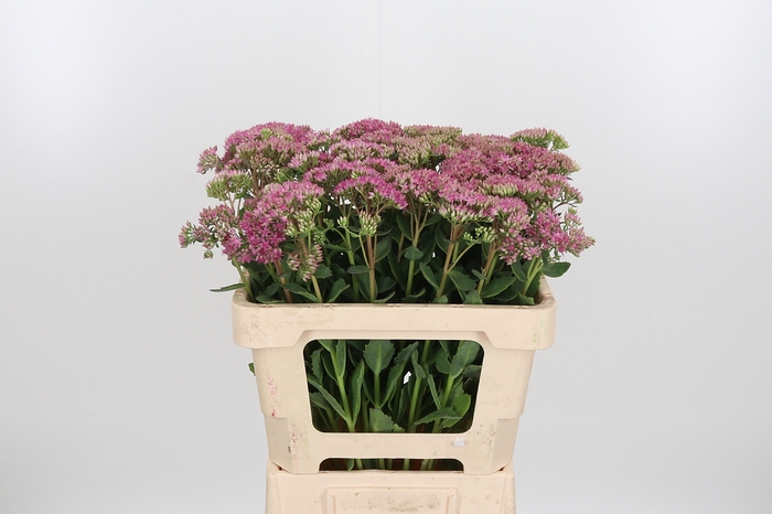 <h4>Sedum T Mun D Red Bl</h4>