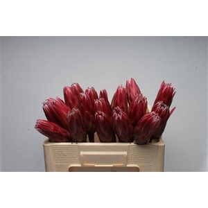 Protea Lieben Cherry No Leaves