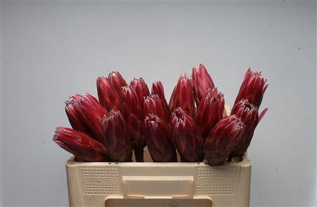 <h4>Protea Lieben Cherry No Leaves</h4>