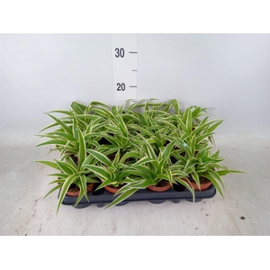 Chlorophytum com.