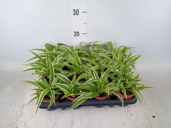 <h4>Chlorophytum com.</h4>