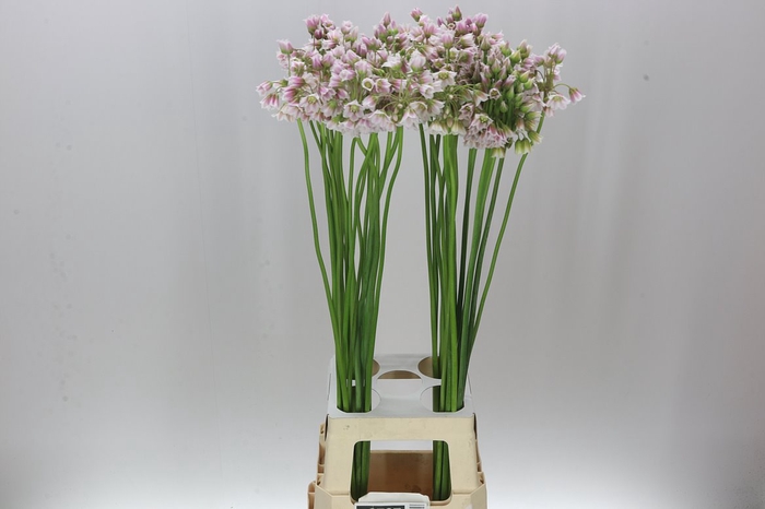 <h4>Allium Nect Rosy Bells</h4>