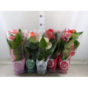 Anthurium   ...mix