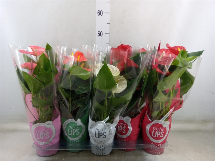 <h4>Anthurium   ...mix</h4>