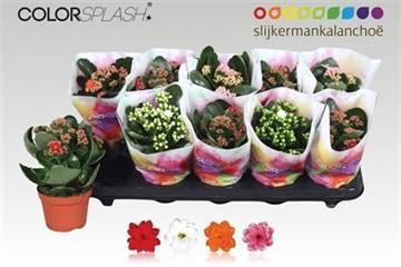 <h4>KAL GE GEM 4 KL</h4>