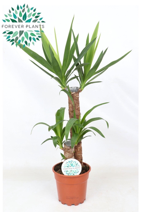 <h4>Yucca p17, 45+20 (2+ KOP)</h4>