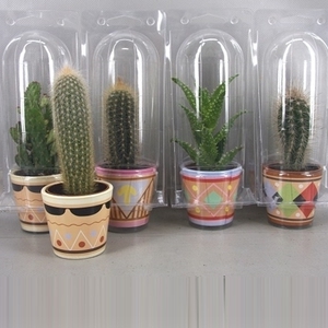 363 Picasopot soloblister cac 6,5 cm