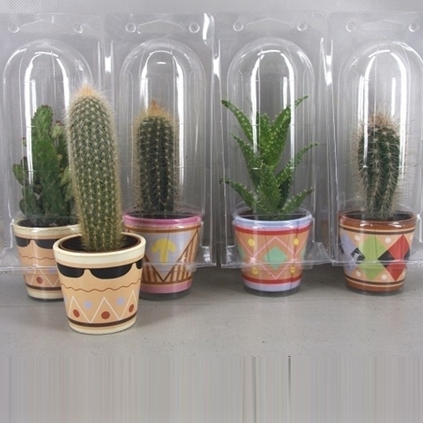 <h4>363 Picasopot soloblister cac 6,5 cm</h4>