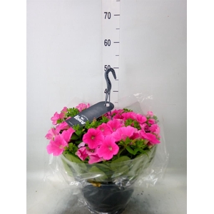Petunia  'Surfinia'   ...