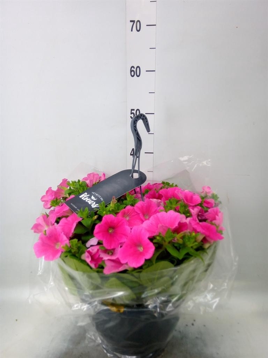 <h4>Petunia  'Surfinia'   ...</h4>