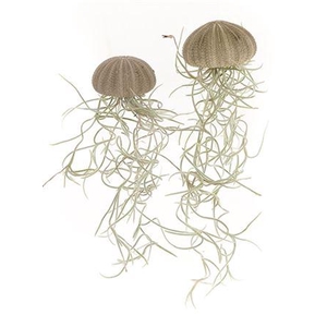 Airplant Tillandsia Jellyfish