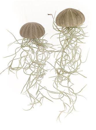 <h4>Airplant Tillandsia Jellyfish</h4>