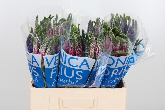 <h4>Veron Smart Col Gem</h4>