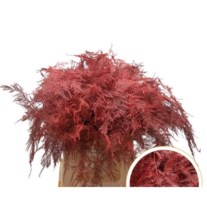 Asparagus 1e Veren Rood