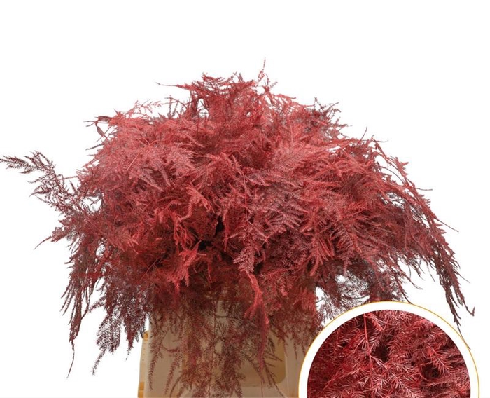 <h4>Asparagus 1e Veren Red</h4>
