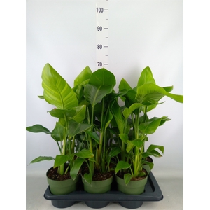 Strelitzia nicolai
