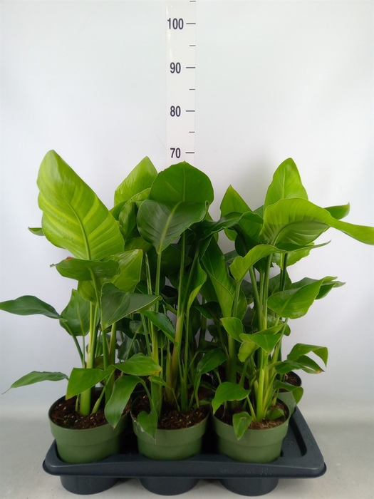 <h4>Strelitzia nicolai</h4>