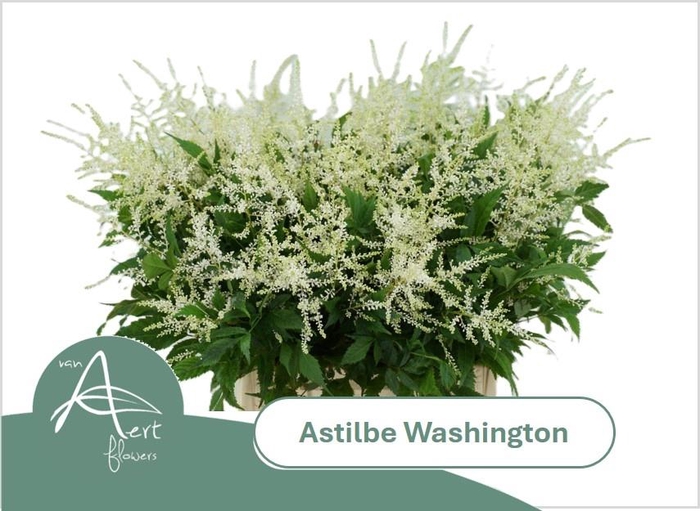 <h4>ASTIL JA WASHINGTON</h4>