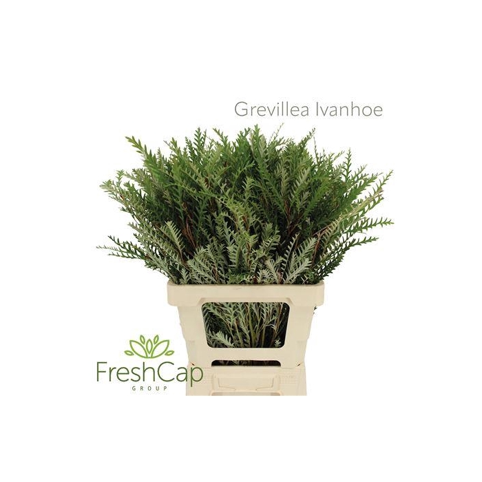 <h4>GREVILLEA IVANHOE</h4>
