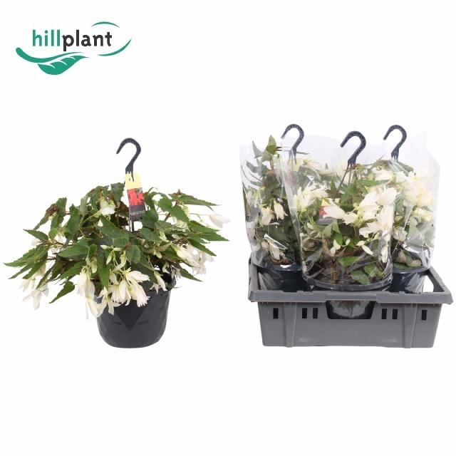 <h4>BEGO B CR FI WHITE</h4>