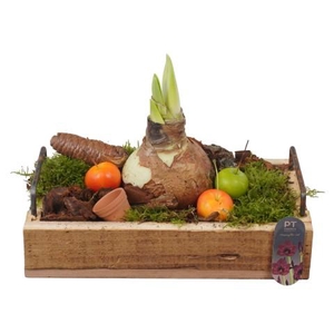 PTAA8847 Arrangementen Hippeastrum