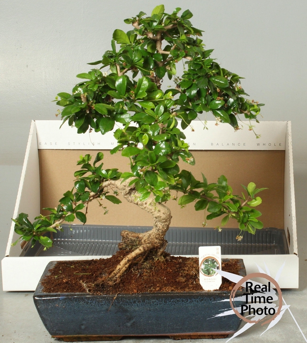 <h4>BONSAI GEM</h4>