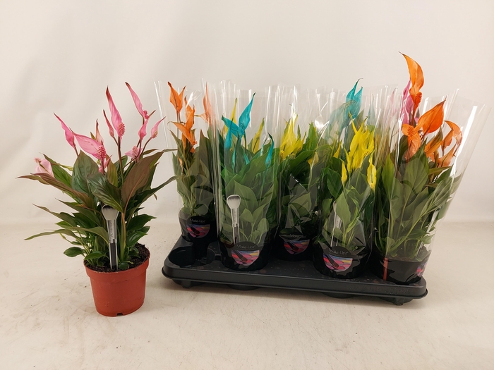 <h4>SPATH BELLINI</h4>