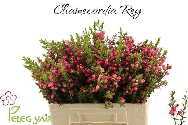 <h4>CHAMECORDIA REY</h4>