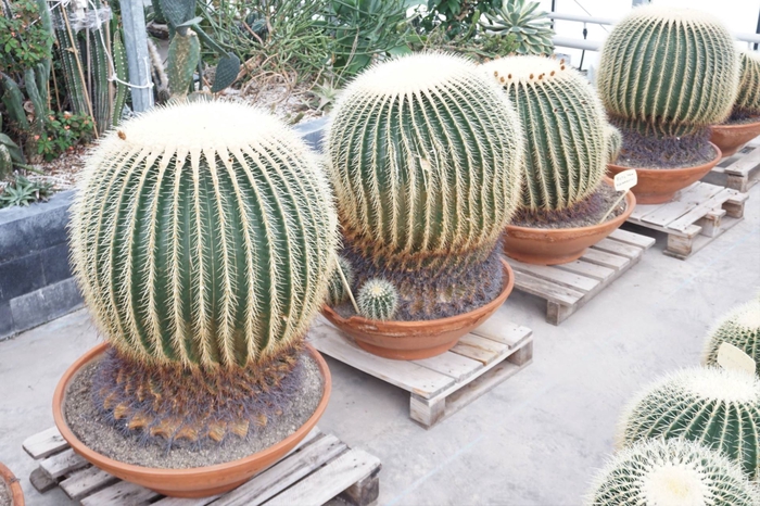 <h4>Echinocactus grusonii</h4>