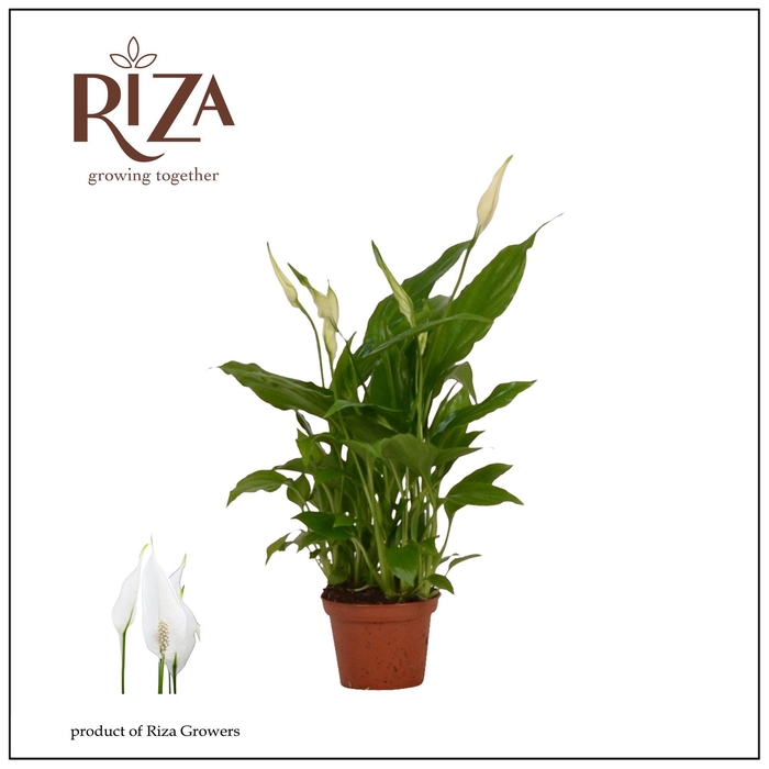 <h4>Spathiphyllum 6,5 cm Chopin</h4>