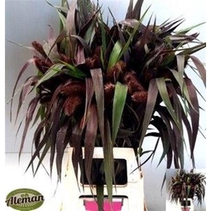Siergras Setaria It Red Jewel