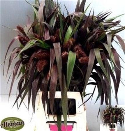 <h4>Siergras Setaria It Red Jewel</h4>