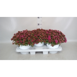 Sedum spectabile 'Septemberglut'