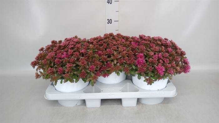 <h4>Sedum spectabile 'Septemberglut'</h4>