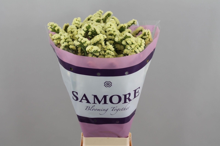 <h4>Limonium sinuatum 'Yellow Sun Bird'</h4>