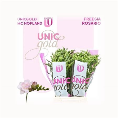 <h4>Fr Du Rosario</h4>