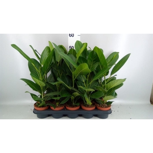 Ficus benghalensis 'Audrey'