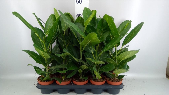 <h4>Ficus benghalensis 'Audrey'</h4>