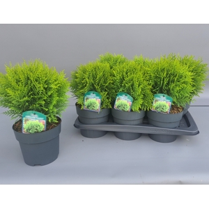 THUJA O DANICA