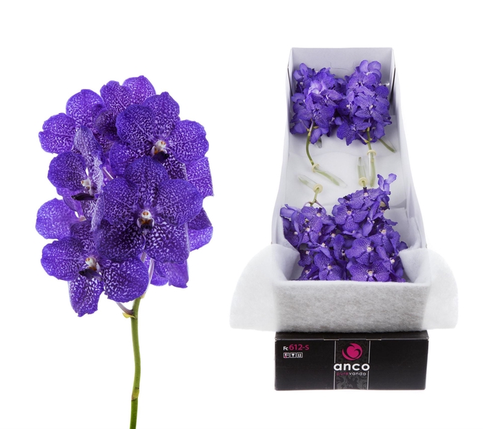<h4>Vanda  'Sunanda Blueberry Smoothie'</h4>