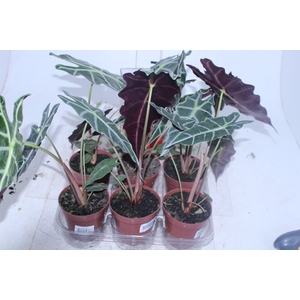 ALOCASIA AMAZONICA P12