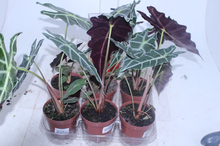 ALOCASIA AMAZONICA P12