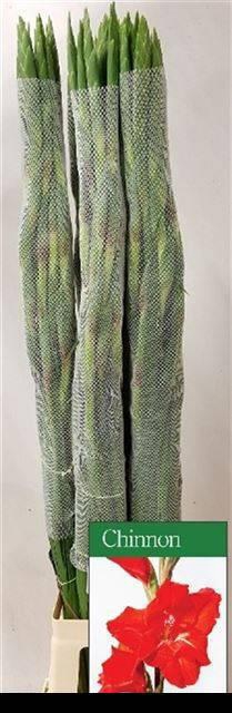 <h4>GLAD GR CHINON</h4>