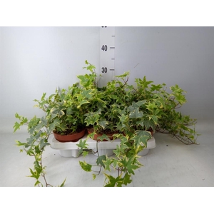 Hedera helix   ...mix varie yello