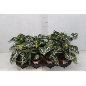 APHELANDRA COM FLOR P15 COM FLOR